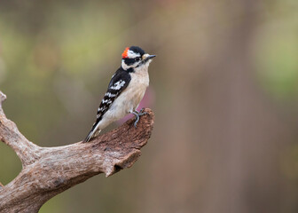  woodpecker on perch
