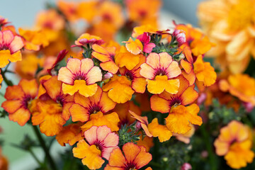 Nemesia flowers. Close up on the flowers of a Nemesia plant. This plant is native to South Africa but it has become popular worldwide as a bedding plant.