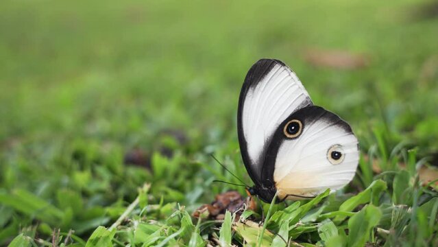 White and black butterfly on green grass, Taenaris cyclops species with eyespots