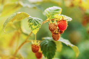 Difference Between Genetically Modified Foods And Natural. Ripe Raspberry Next To Unripe One. Close Up View On Raspberries. Growing Organic Berries. Genetically Modified Food Concept.