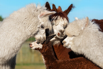 Newborn baby alpaca in the herd. South American camelid.