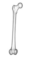 A femur bone, the largest bone in the human body located in the thigh, 3D illustration