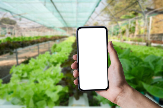 Hand holding smartphone screen vegetable garden background.