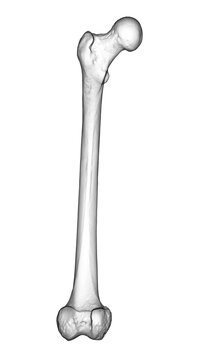 A femur bone, the largest bone in the human body located in the thigh, 3D illustration