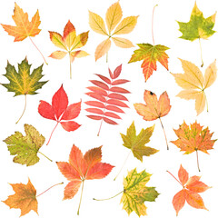 Different autumn leaves