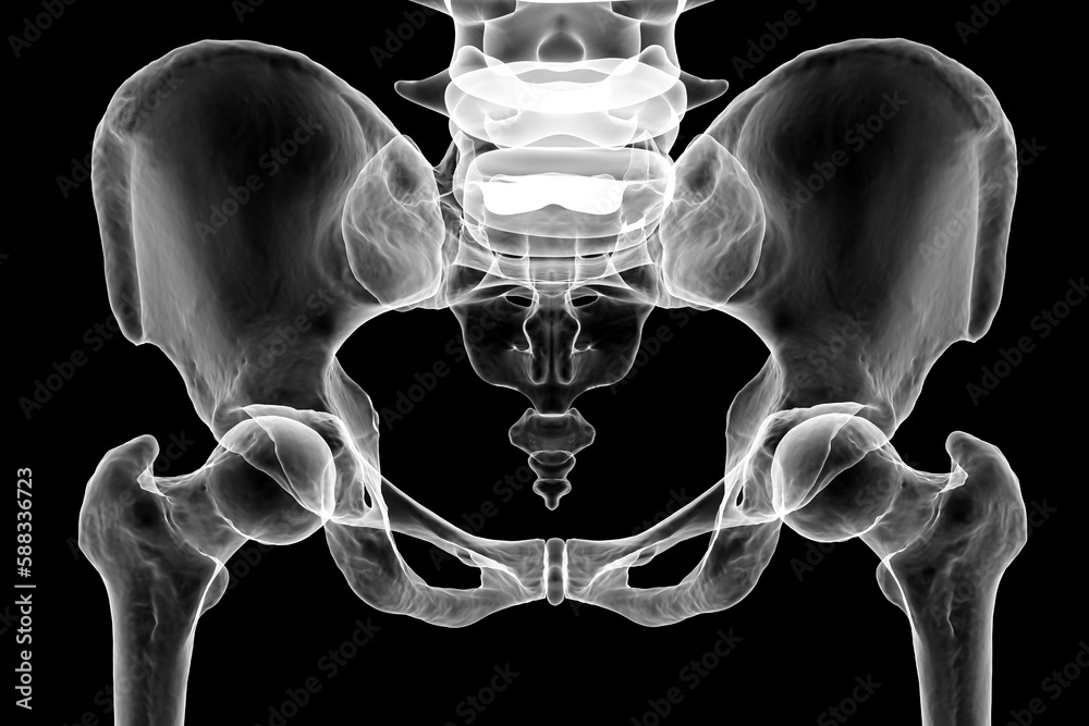 Canvas Prints Anatomy of the pelvis bones, including the ilium, ischium, sacrum, and pubis, 3D illustration