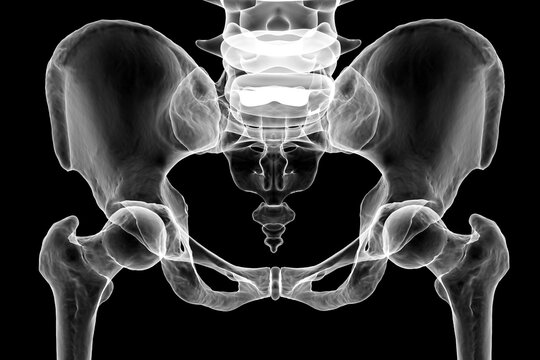 Anatomy of the pelvis bones, including the ilium, ischium, sacrum, and pubis, 3D illustration