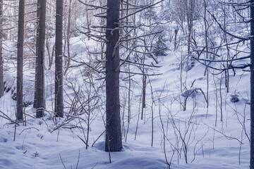 Trees of the mountain forest at winter day.