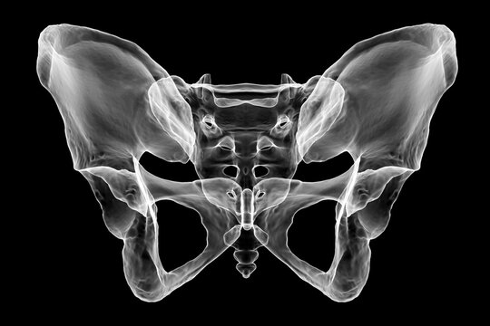 Pelvis - Female highlighting normal anatomical bones. Shown are