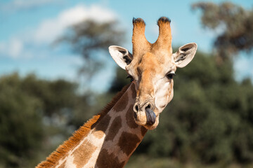 Naklejka premium Close-Up Portrait of Wild Giraffe Sticking Out Its Tongue looking funny