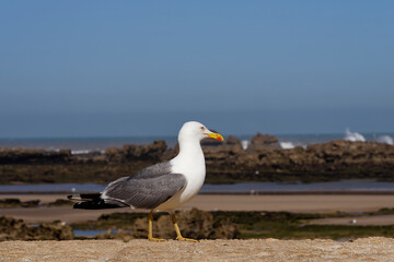 Fototapeta na wymiar Seagull sitting on a wall on the Atlantic coast of Essaouira, Morocco, looking for food. In the background, out of focus, the rocky coast.