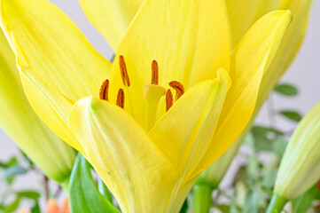 close up of colorful flower in birthday bouquet