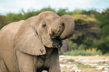 Fototapeta na wymiar Stunning Close-Up Portrait of Wild Male Elephant Drinking during the Day in Namibia Africa