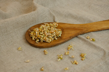 green buckwheat sprouts on a wooden spoon