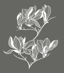 lace flower magnolia, bouquet, vector illustration