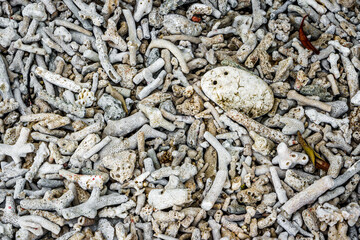 Coral on the Beach at Frankland Islands