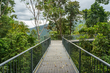 Atherton Tablelands- Boardwalk in the Forest Canopy
