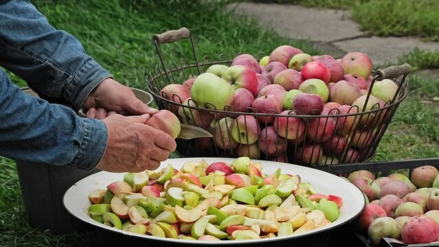 Cutting a lot of apples into pieces in the garden. Fresh red apple harvest in the orchard. Male hands cut ripe apples. Slicing ripe apples. Fresh crop outdoors