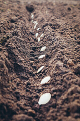 Planting pumpkin seeds in fresh dark soil. Closeup. Preparation for garden season in early spring.