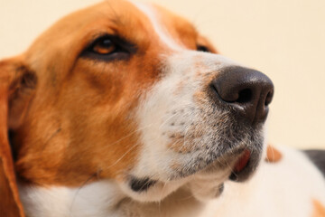 Closeup portrait of tricolor beagle dog, focus on the nose. Sunbathing beagle dog portrait