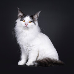 Excellent harlequin Norwegian Forest kitten, sitting up side ways. Looking towards camera. Isolated on a white backgroudnd.