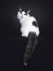 Excellent harlequin Norwegian Forest kitten, sitting up backwards on edge with tail hanging down. Looking over shoulder towards camera. Isolated on a white backgroudnd.