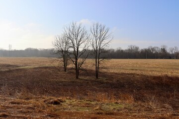 The three bare trees in the field on a sunny morning.