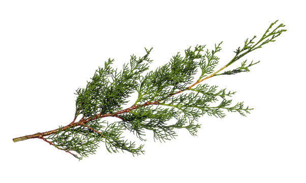 A branch of a spruce tree isolated on a white background
