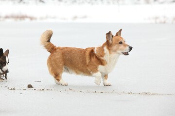 Amazing welsh corgi cardigan on frozen lake