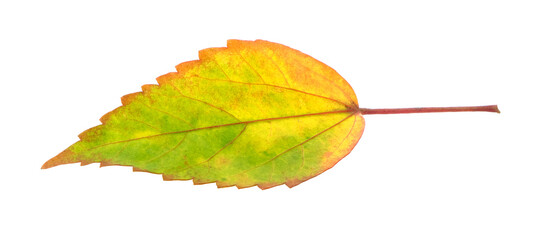 Tropical leaf on  transparent png