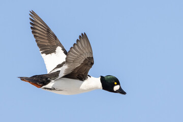 Common goldeneye