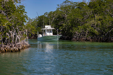 Men fishing from a boat next to mangrove trees.
