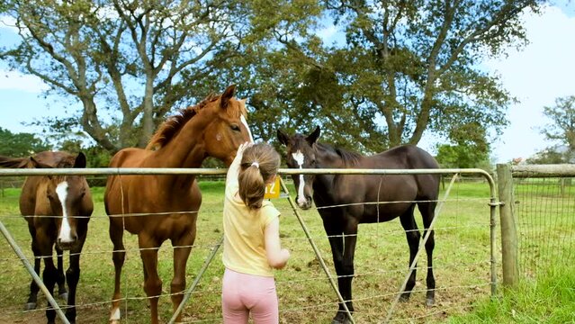 Young girl strokes muzzle of young filly at paddock gate on stud farm