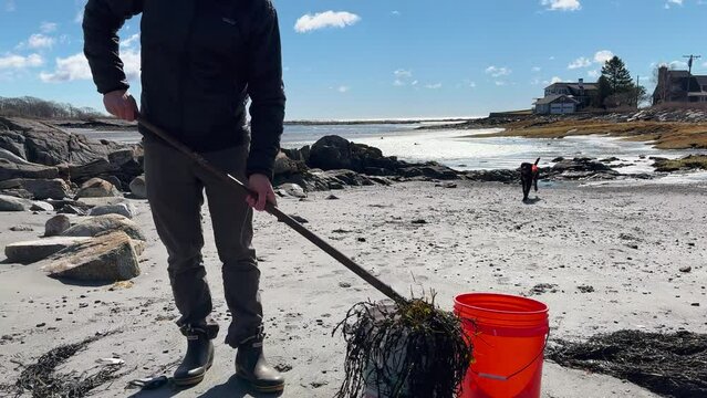 Seaweed harvesting on sandy beach on Atlantic coast Slow Motion (4k 30p)
