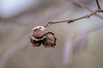 Close-up of a three brown hazelnuts on a tree branch