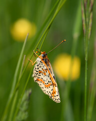 Brown butterfly landed on a grass stroke