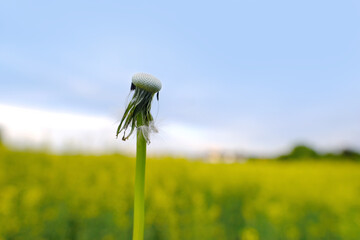 Close up of seeds blowing from dandelion, Taraxacum on blue, yellow background, green fields, rapeseed plants in out of focus, spring, summer season, baldness and alopecia, nature protection