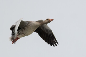Greylag goose