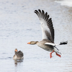 Greylag goose