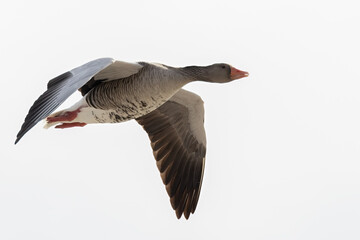 Greylag goose © Risto