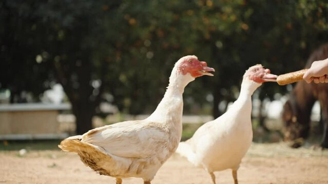 Two white ducks Cairina moschata are wagging their tails and eating bread from their hands. Slow motion