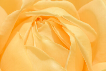 macro photo of yellow rose flower
