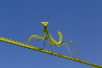 close up of green praying mantis against blue sky