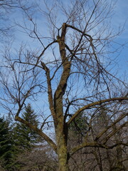 冬枯れの公園の景色