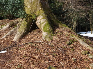 冬枯れの公園の景色