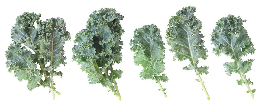 Fresh green organic kale leaf isolated on white. Transparent. Top view.