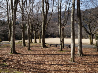 冬枯れの公園の景色