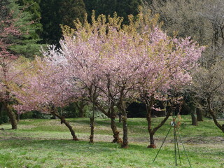 鮮やかなピンク色の桜の花