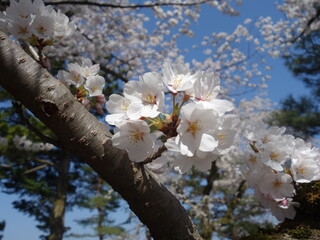 青空の下の満開の桜の花