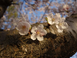 夕暮れ時の桜の花